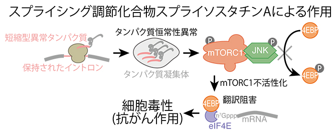 スプライソスタチンAによって誘導される一連の反応の図