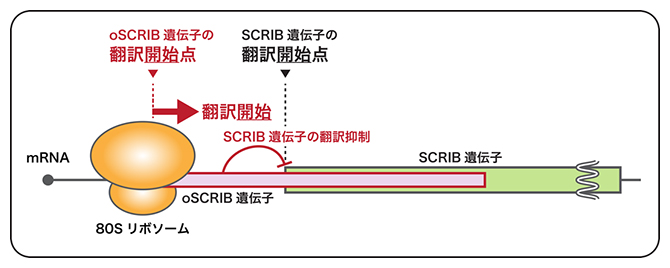 oSCRIB遺伝子によるSCRIB遺伝子の発現制御モデルの図