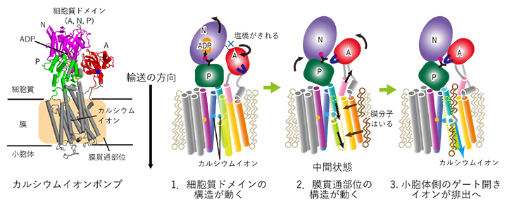 カルシウムイオンポンプにおけるイオン排出の分子機構の図