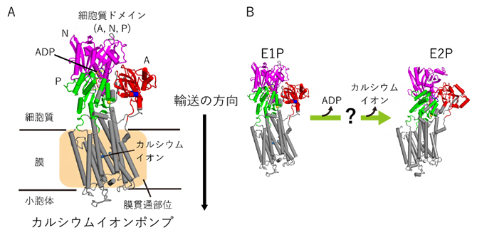 カルシウムイオンポンプ(SERCA)の構造とE1P状態からE2P状態への変化の図