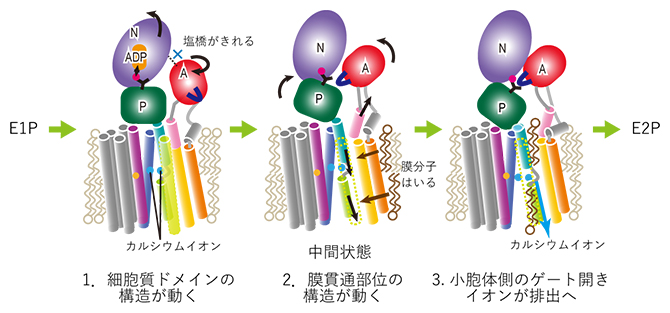 カルシウムイオンポンプにおけるイオン排出の分子機構の図