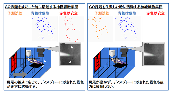 本研究で見つかった神経細胞集団とその活動の挙動の図