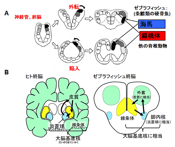魚類と脊椎動物の脳発生機構の比較の図