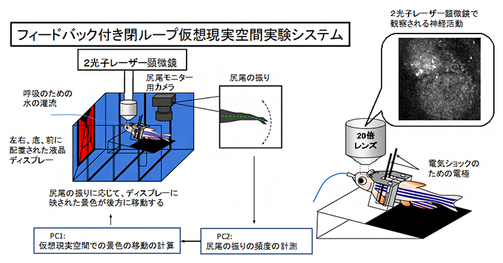 フィードバック付き閉ループ仮想現実空間実験システムの図