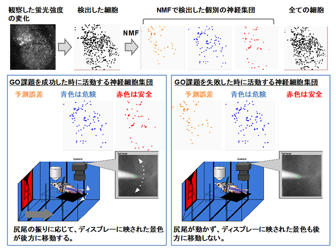 神経細胞集団とその活動の挙動の図