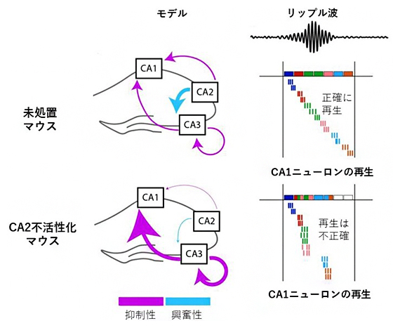 海馬局所回路におけるCA2不活性化の影響の図