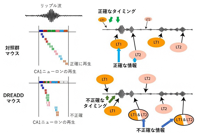 CA2神経活動は海馬のリプレイの正確性に関与の図