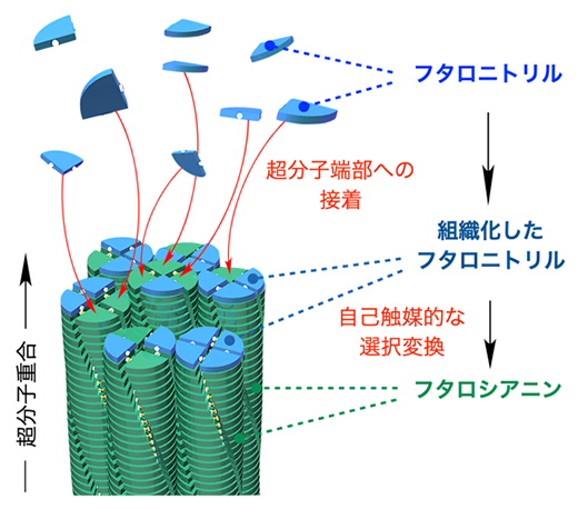 本研究における超分子重合の概要の図