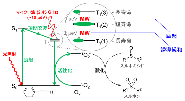 フェニルアセチレンによる光・マイクロ波協働酸化系の概念図の画像