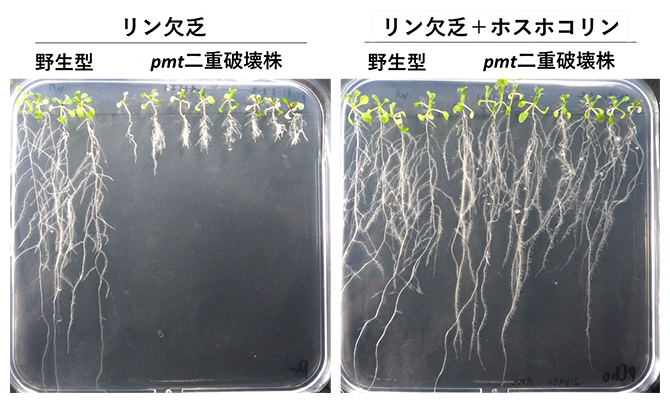 リン欠乏下とホスホコリン添加後のpmt二重破壊株の根の変化の図