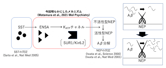 これまでに明らかにしたネプリライシンの活性制御メカニズムの図