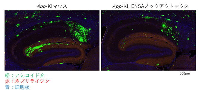 ADモデルマウスとENSAノックアウトマウスと交配したマウスのアミロイド病理の図