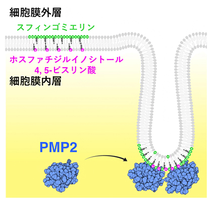 PMP2タンパク質はスフィンゴミエリンを細胞膜外層から内層へと移動させる図
