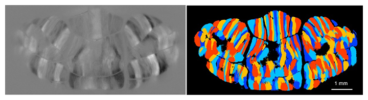 開発した実験システムにより明らかになった小脳皮質のセグメントの図