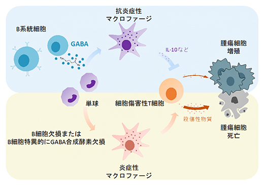 B細胞由来GABAを標的とする抗腫瘍免疫機構の図