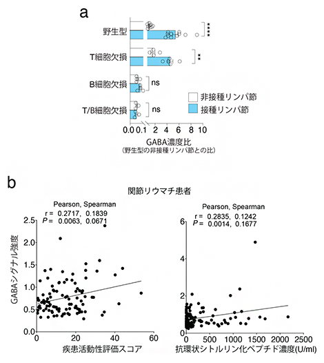 B細胞活性化依存的なGABA合成の促進の図