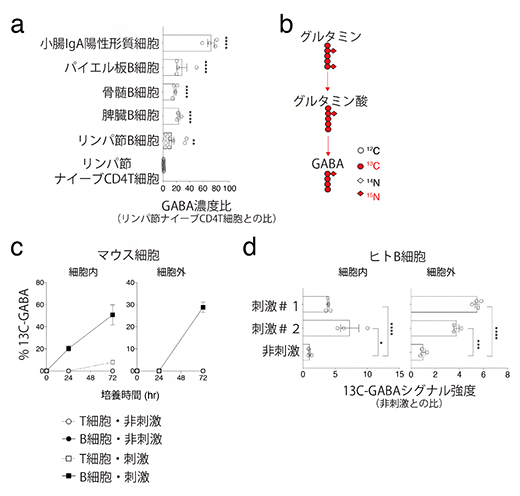 B細胞はグルタミンからGABAを合成し細胞外へ分泌の図