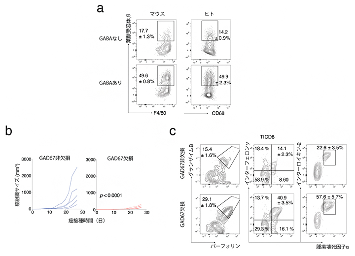 B細胞由来GABA合成の欠損による抗腫瘍免疫反応の促進の図