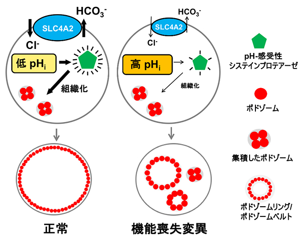 破骨細胞の分化におけるSLC4A2の役割の概念図の画像