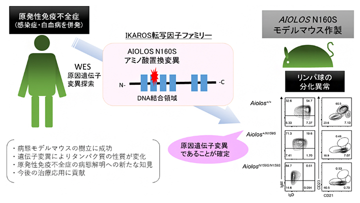 今回の研究の流れと要点の図