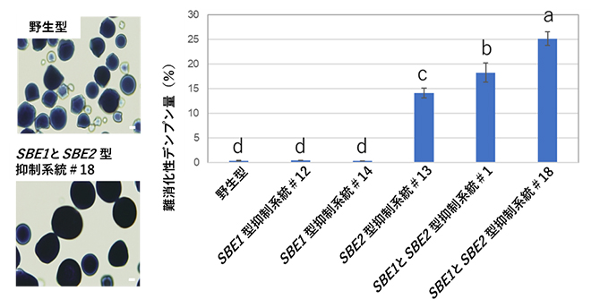 ヨウ素染色したキャッサバデンプン粒と難消化性デンプン量の図