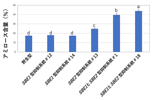 SBE遺伝子を抑制した場合のアミロース含有量の変化の図
