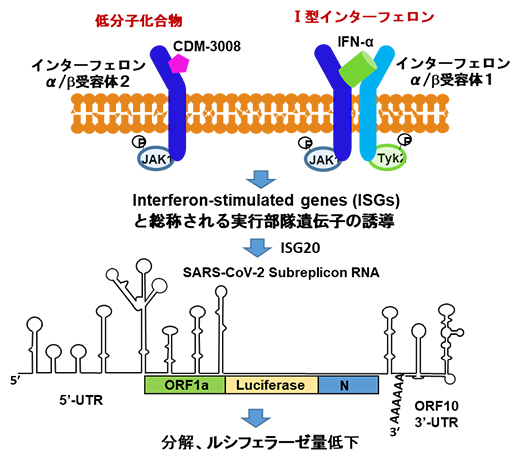 CDM-3008とIFN-αによるSARS-CoV-2サブレプリコン RNAの分解機構の図