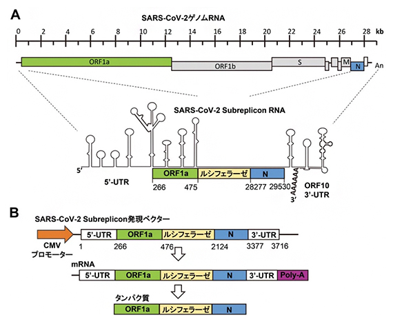 SARS-CoV-2ゲノムRNAとSARS-CoV-2サブレプリコンRNA発現ベクターの作製の図