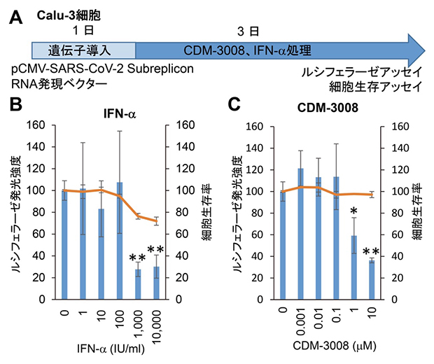Calu-3細胞でのIFN-αとCDM-3008のSARS-CoV-2サブレプリコンRNA抑制作用の図
