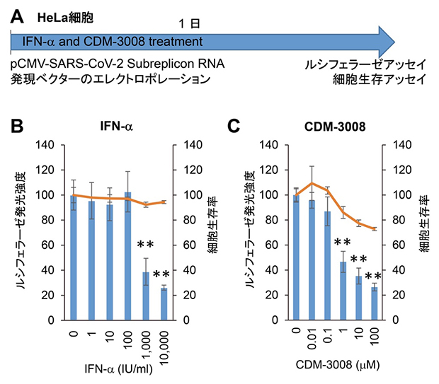 HeLa細胞でのIFN-αとCDM-3008のSARS-CoV-2サブレプリコンRNA抑制作用の図