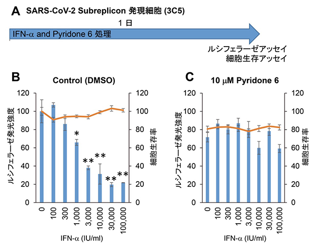 HeLa細胞でのIFN-αの活性測定とJAK阻害剤ピリドン 6による活性阻害の図