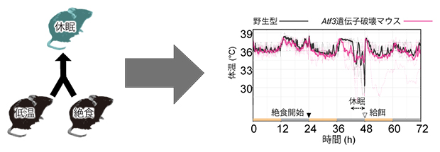 二つの条件で誘導される休眠時の体温低下は、Atf3遺伝子の機能を必要とするの図