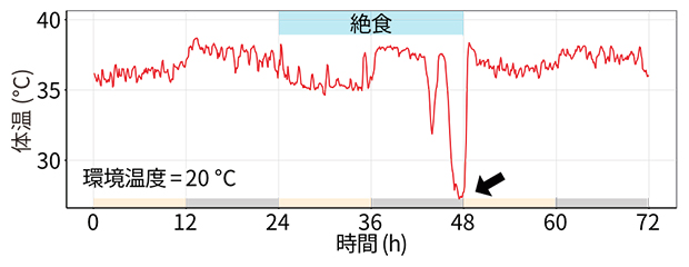 マウスの絶食による日内休眠の誘導の図