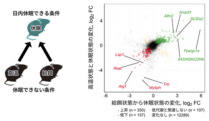 低代謝関連遺伝子の探索の図