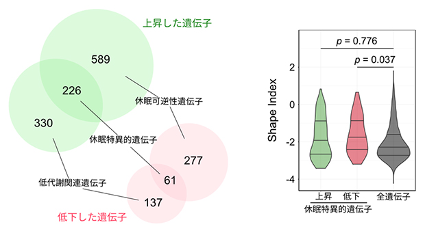 休眠特異的遺伝子の探索の図