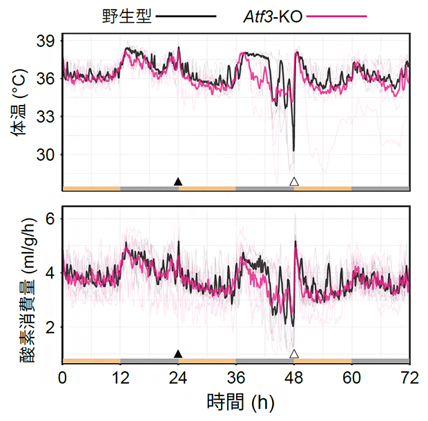 Atf3遺伝子破壊による絶食性休眠のマウス表現型の変化の図