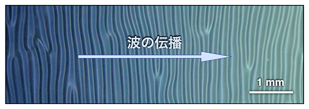 数十億枚の無機ナノシートが水中にて協働することで生じる波運動の図