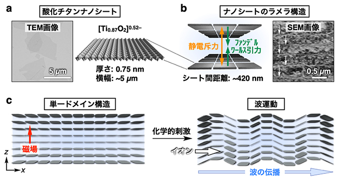 酸化チタンナノシートの構造とその波運動の概念図の画像