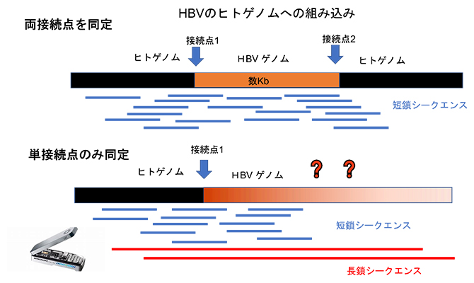 長鎖シークエンスによる単接続点同定のHBV組み込みの解析の図