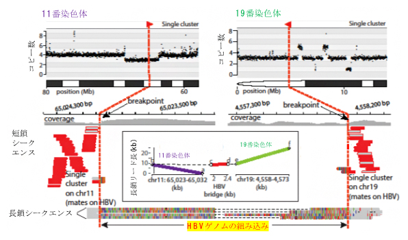 長鎖シークエンスにより11番染色体と19番染色体間の転座を同定の図