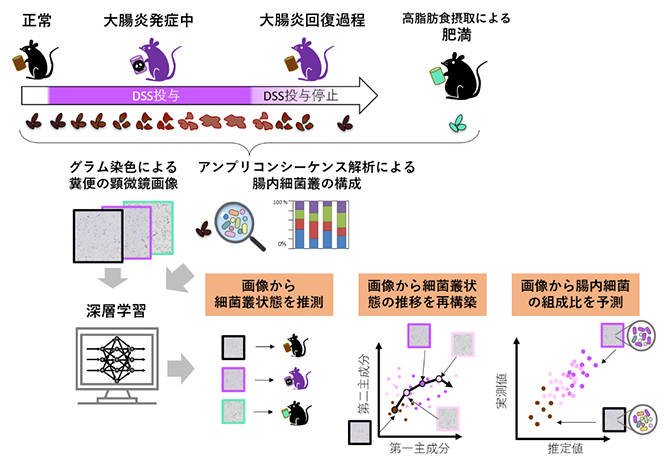 深層学習を活用した糞便画像から腸内細菌叢を推定する新手法の図