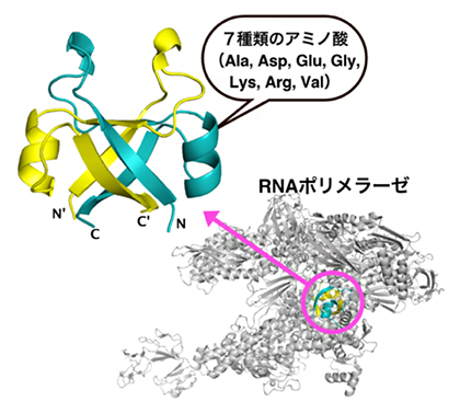 RNAポリメラーゼの中心部にあるDPBB(右下)と7種類のアミノ酸で復元された古代DPBB構造の図