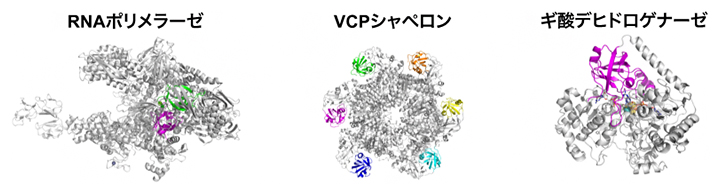 種々の酵素で保存されるDPBB構造の図