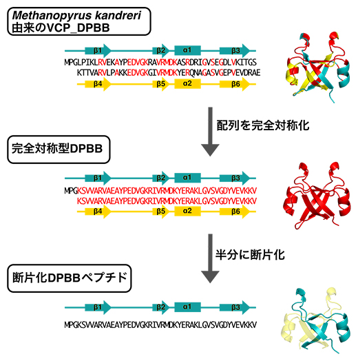 現代のDPBBより古代断片化DPBBペプチドの復元の図