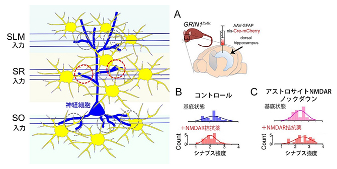 海馬CA1領域の神経細胞へ入力するシナプス強度分布へのNMDA受容体の役割の図
