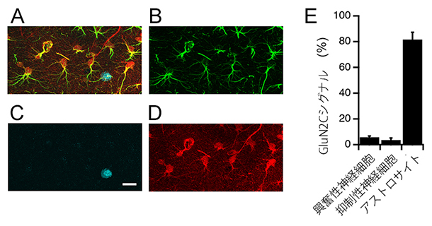 GluN2C-NMDA受容体は主にアストロサイトに発現の図