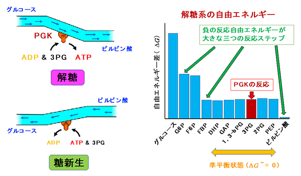 PGKが担う解糖系・糖新生の反応と、解糖系の10ステップの図