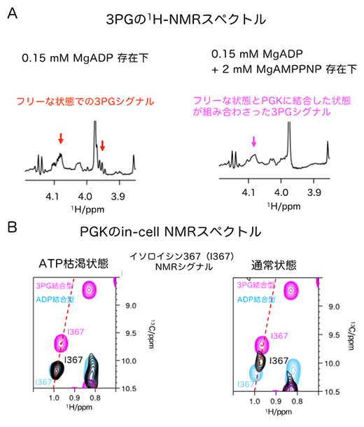 PGK反応のリアルタイム計測とin-cell NMRスペクトルの図