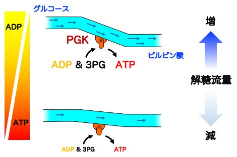ATP濃度に依存したPGKの反応機構の図