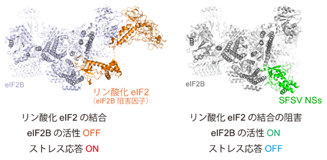リン酸化eIF2のeIF2Bへの結合（左）とSFSVのNSsタンパク質による結合阻害の図